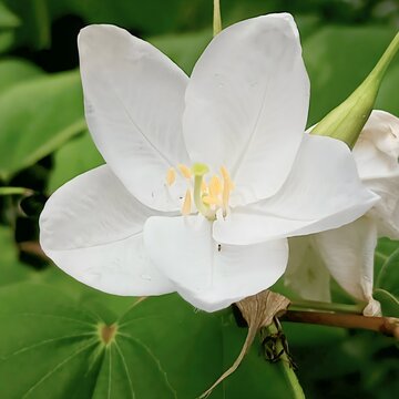 Beautiful safed kachnar or dwarf white bauhinia flower in full bloom, tropical ornamental plant