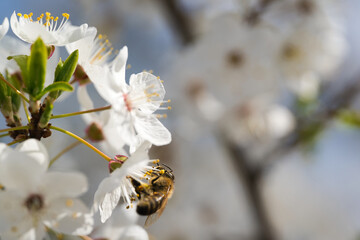 Bee Collecting Nectar on White Cherry Blossoms © Dawid