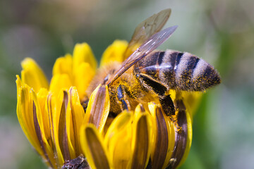 Bee Collecting Nectar on Bright Yellow Flower © Dawid