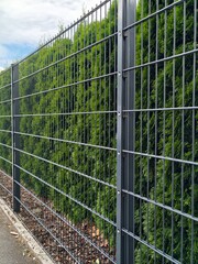 Fototapeta premium Gray metal wire fence beside dense green hedge along sidewalk beneath cloudy sky