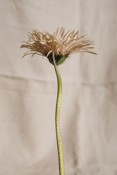 Macro View of Dried Gerber Daisy Petals against Soft Beige Texture
