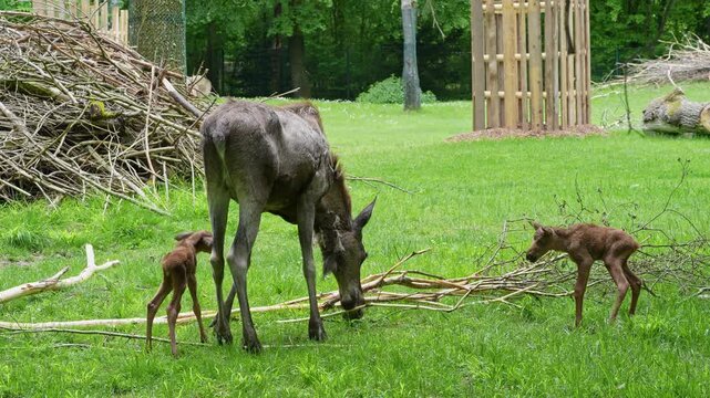 Family of moose or elk, Alces alces is the largest extant species in the deer family. Moose are distinguished by the broad, flat, or palmate antlers of the males.