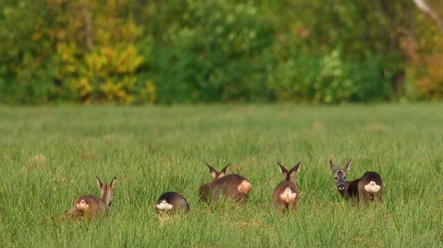A small herd of roe deer grazes in a green meadow. The animals stand among tall grasses, with a dense line of trees displaying autumn foliage in the distance. Each deer has a white patch on its rump.