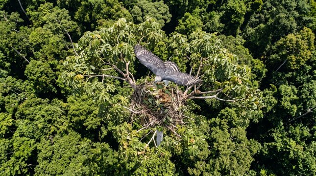 top down drone view of a harpy eagle (harpia harpyja) sitting in its nest in the rainforest canopy