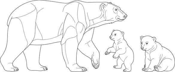Fototapeta premium Polar bear mother and two cute baby cubs line art vector illustration for children's coloring page