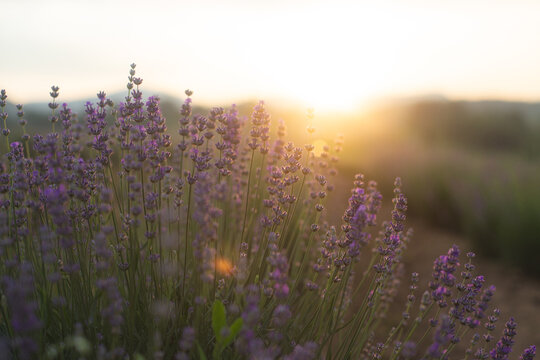 Lavender field glowing in the golden rays of sunset