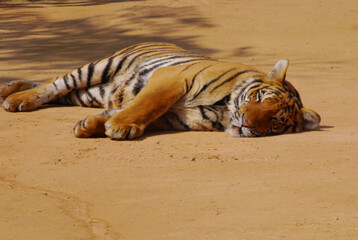 Fototapeta premium a beautiful big tiger is resting and walking around the zoo