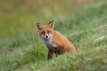 Fototapeta premium Red Fox Sitting in the Grass, Looking Directly at Camera in Finnmark