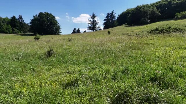 Ampio prato verde con dolci montagne, alberi alti e cielo azzurro