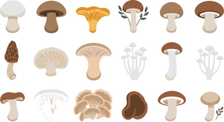 Mushroom Icon Set with Various Fungi Types Chanterelle Shiitake and Button Mushroom © MdMojammel