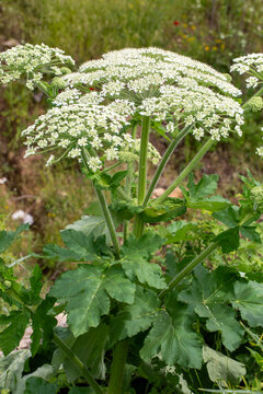 Wild White Cow Parsnip Heracleum Maximum Flowers Blooming in Green Meadow