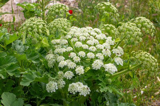 Wild White Cow Parsnip Heracleum Maximum Flowers Blooming in Green Meadow