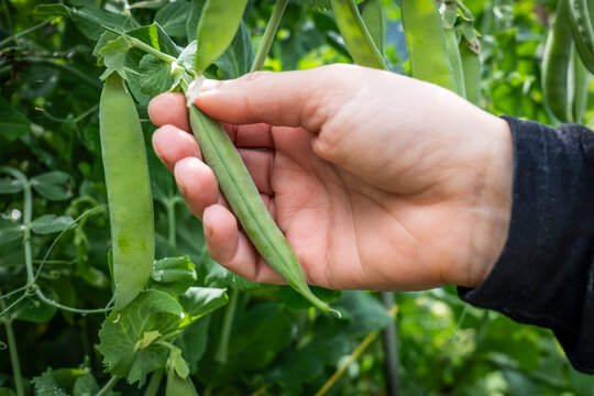 Fresh Green Pea Pod Being Picked by Hand From Garden Plant