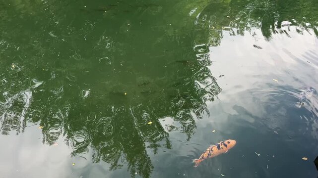 Koi Fish Swimming in Green Water: A solitary koi fish with orange and white markings glides through tranquil green water, reflecting the shadowy branches of overhanging trees and a cloudy sky.