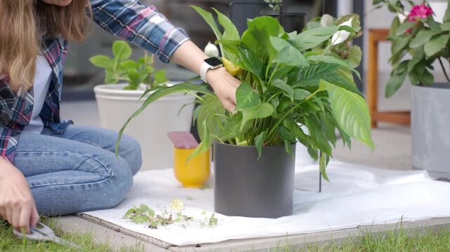 Woman cuts dried parts of a potted plant with scissors while taking care of houseplants on a terrace. Concept of plant care pruning and gardening hobby