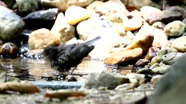 baby white - rumped shama is taking a bath in a natural