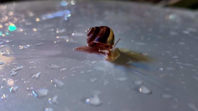 Tiny grove snail crawling on wet car surface with city lights bokeh and raindrops after rain, displaying its shell, eyestalks and tentacles in macro view