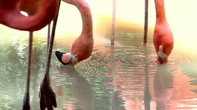 Flamingo stands on one leg at the zoo