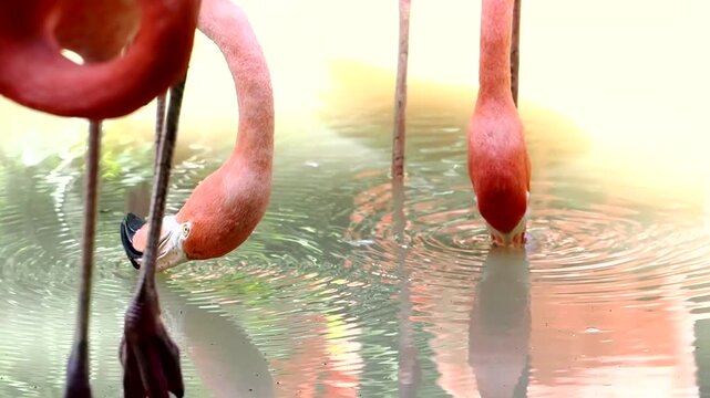 Flamingo stands on one leg at the zoo