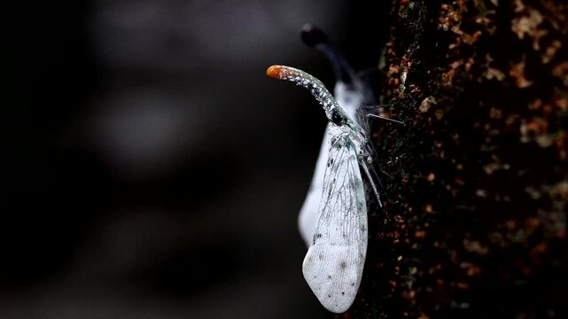 The Lanternflies or Pyrops clavatus rare insect in Thailand and Southeast-Asia.
