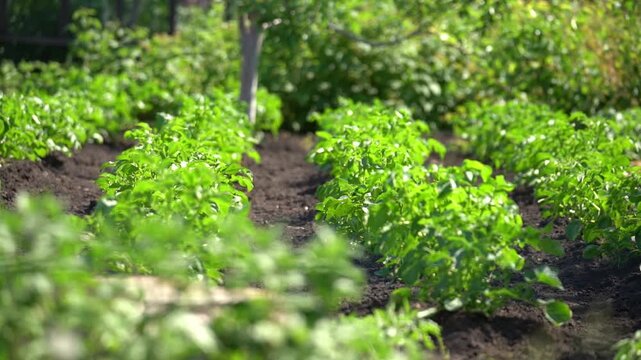Rows of young green plants thrive in dark soil. Sunlight illuminates their vibrant leaves. The garden appears well-maintained and healthy. Ideal for farming or gardening videos