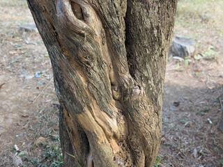 Fototapeta premium Close-up of a thick, twisted tree trunk with deeply textured brown bark in a natural outdoor setting.