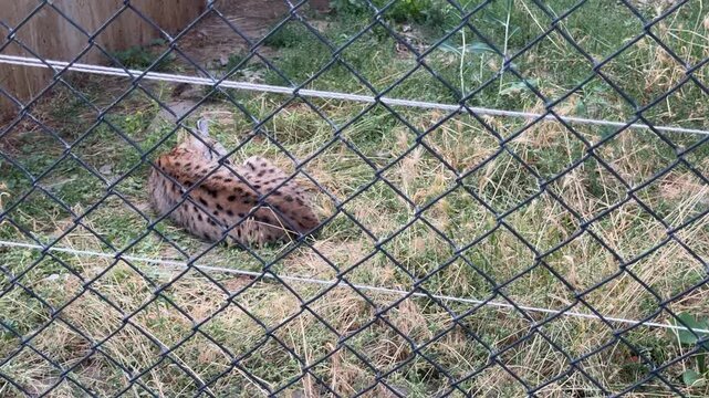 Serval Cat Behind Fence: A spotted serval cat rests on grassy ground, partially obscured by a wire mesh fence, hinting at its captive or protected status. Yerevan Zoo, Armenia