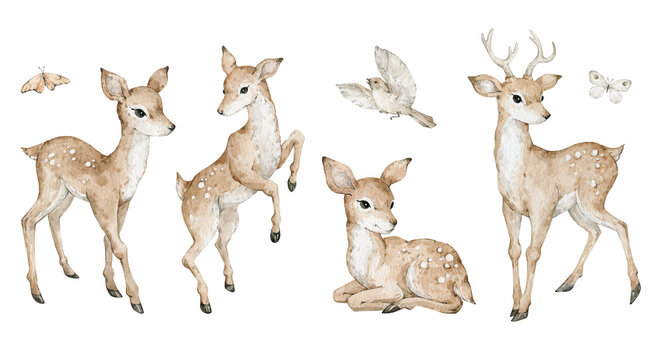 Watercolor cute deers. Wild forest animals, fawns, spotted deer with antlers. 