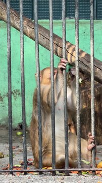 Monkey Behind Bars: A poignant image of a monkey trapped behind metal bars, its gaze lost in thought, evoking feelings of confinement and the call for animal welfare.