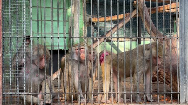 Baboon Family in Enclosure: A family of baboons huddle together within the confines of a cage, their watchful eyes peering out from behind the metal bars, a stark portrayal of captive wildlife.