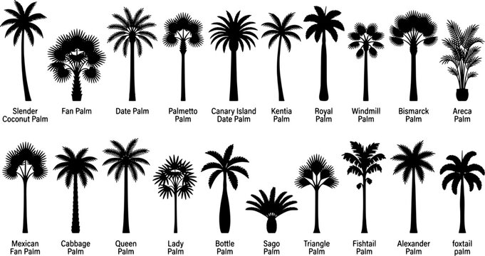 Palm tree icon set in a flat black silhouette style including coconut, fan, date, palmetto, canary, kentia, royal, windmill, bismarck, areca, mexican, cabbage, queen, lady.