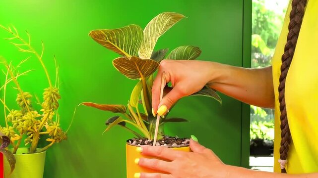 Checking Soil Moisture In Potted Philodendron Using Wooden Stick