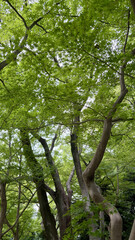 Fototapeta premium Lush green tree branches viewed from below in a quiet park