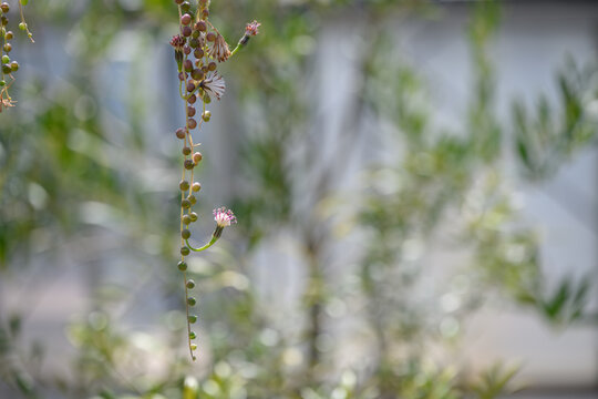 String of Pearls succulent with round leaves and small white flowers against soft copy space
