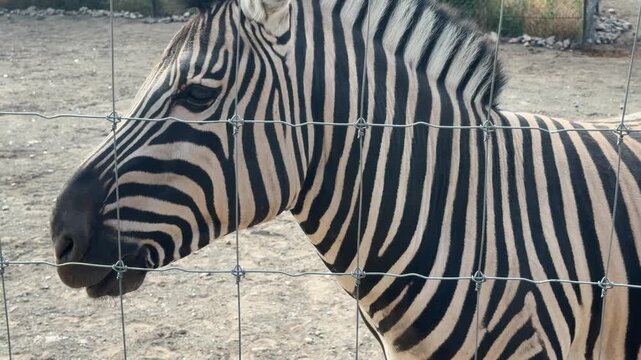 Close-up of Zebra Stripes: A detailed close-up captures the iconic black and white stripes of a zebra's head and mane, seen through a wire fence in a natural outdoor setting.