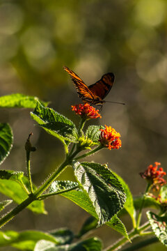 A vibrant orange and black Juno longwing butterfly (Dione juno) collecting nectar from a blooming orange cambara flower (Lantana camara) in the wild nature of Brazil,