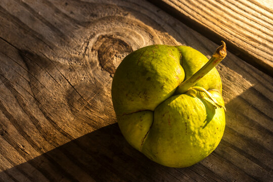 A close-up shot of a whole green elephant apple (Dillenia indica) resting on a textured wooden background. Also known as chalta or fruta-pataca,
