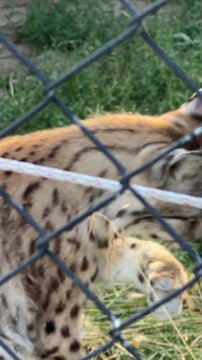 Spotted Serval Behind Fence: A serval cat with distinctive spotted fur and feline features is viewed through a wire mesh fence, suggesting captivity or a zoo environment.