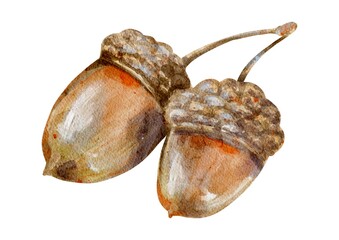Brown oak acorn, hand-painted in watercolor and isolated on white. Detailed botanical illustration with autumn woodland charm, perfect for seasonal designs, nature collections, invitations, prints © Tatiana