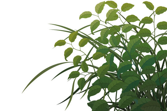 Graphic assets featuring leaves and grass for backgrounds, suitable for transparent backgrounds, postcards, cards, and compositing.
