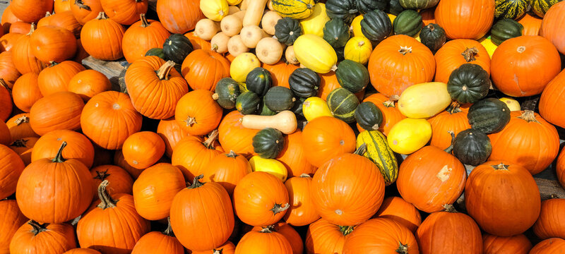 Pile of pumpkins