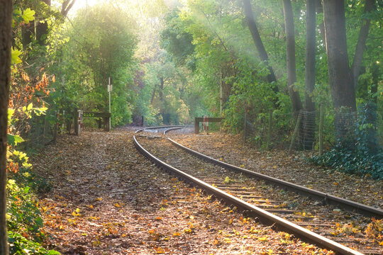 Magical autumn railway tracks in forest sunset light