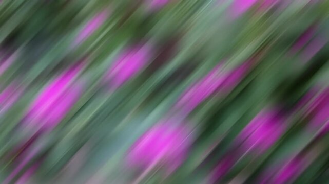 Abstract Defocused Pink Madagascar Periwinkle (Catharanthus roseus) Flowers with Green Bokeh Background