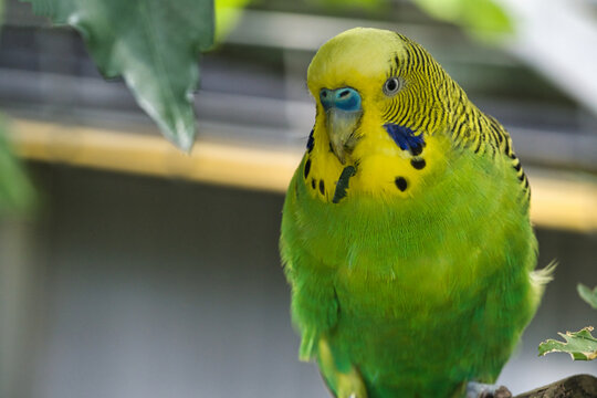 Portrait of a green and yellow budgerigar among leaves.