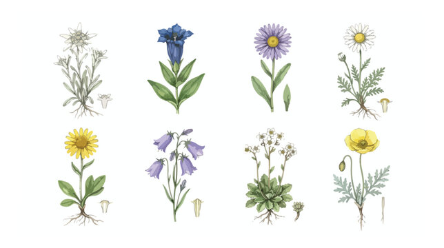 Vintage botanical illustration set of 8 alpine flowers, hand drawn wildflower collection, retro floral vector elements with roots and leaves