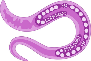 C. Elegans Male Female Curve © Yumagema