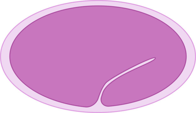C. Elegans Cross Section Late Embryonic