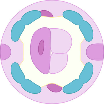 C. Elegans Cross Section Gonads
