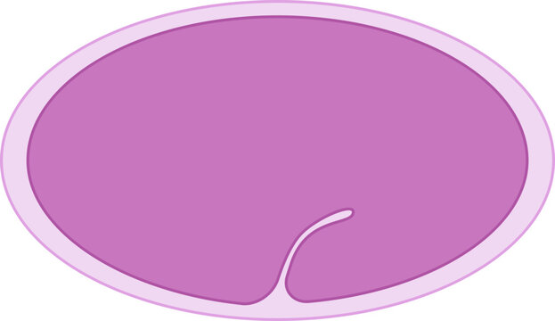 C. Elegans Cross Section Mid Embryonic
