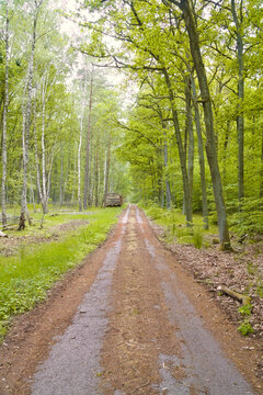 Straight forest path through a dense mixed forest in spring